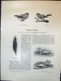 Old 1903 Art Birds Bullfinch Feather Crake Snow Cottage Thomas Bewick 20th