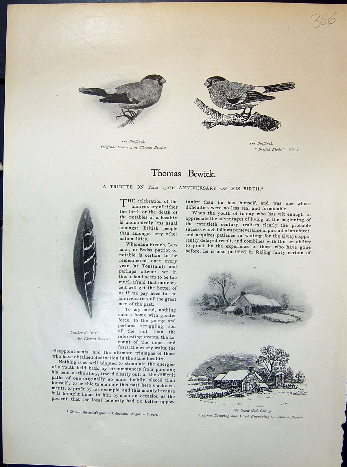 Old 1903 Art Birds Bullfinch Feather Crake Snow Cottage Thomas Bewick 20th