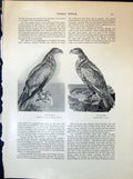 Old Sea Eagle Thomas Bewick Birds Angler Snow Man Nature 1903 Art Jou 20th