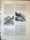Old Pheasant British Birds Thomas Bewick Obituary Thomas Callcott 190 20th