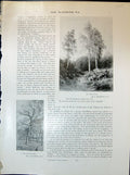 Old Three Graces Trees Macwhirter Switzerland Edinburgh Salisbury 190 20th