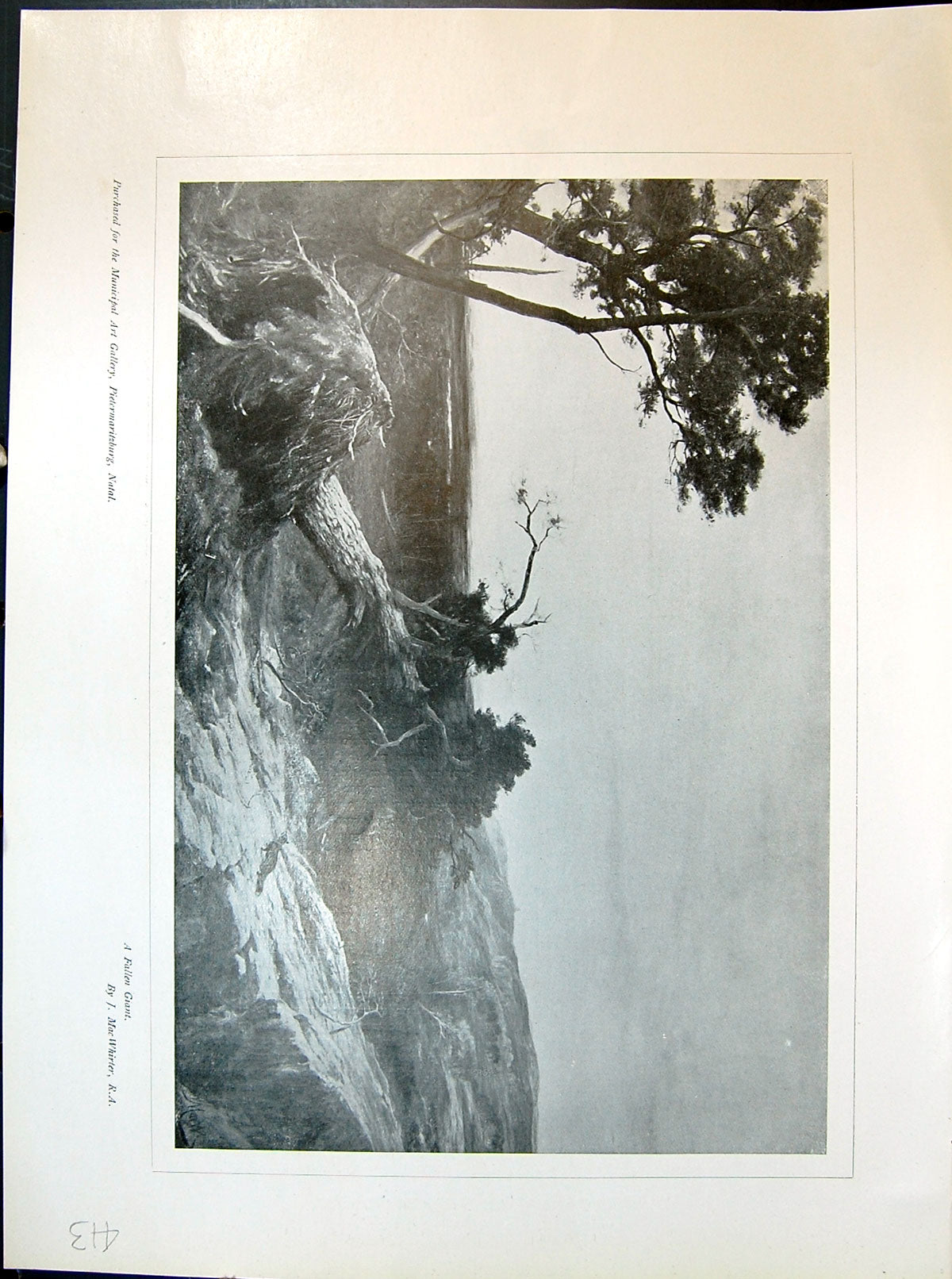 Old Print Fallen Giant Tree Macwhirter May June Blossoms1903 Art Journal 20th