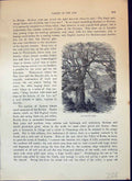 Antique Print Jan Ridd'S Tree Valley Lyn Devil'S Cheese-Ring Cassell C1882