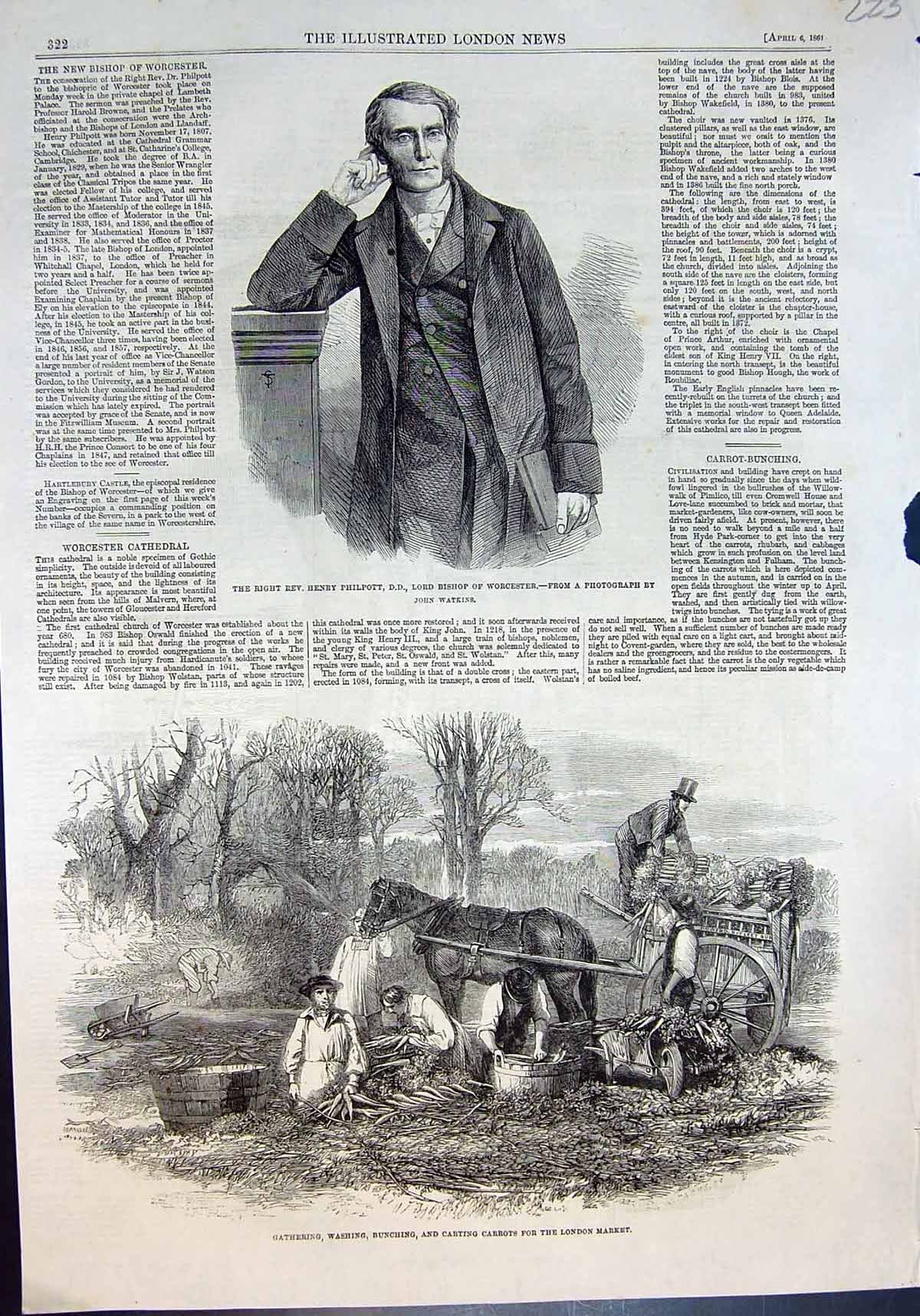 Antique Old Print Henry Philpott Bishop Worcester Carrots London Market 1861