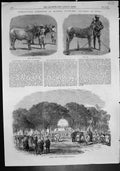 Old Agricultural Exhibition Roorkee India Wild Ass Prize Bullocks 186 Victorian