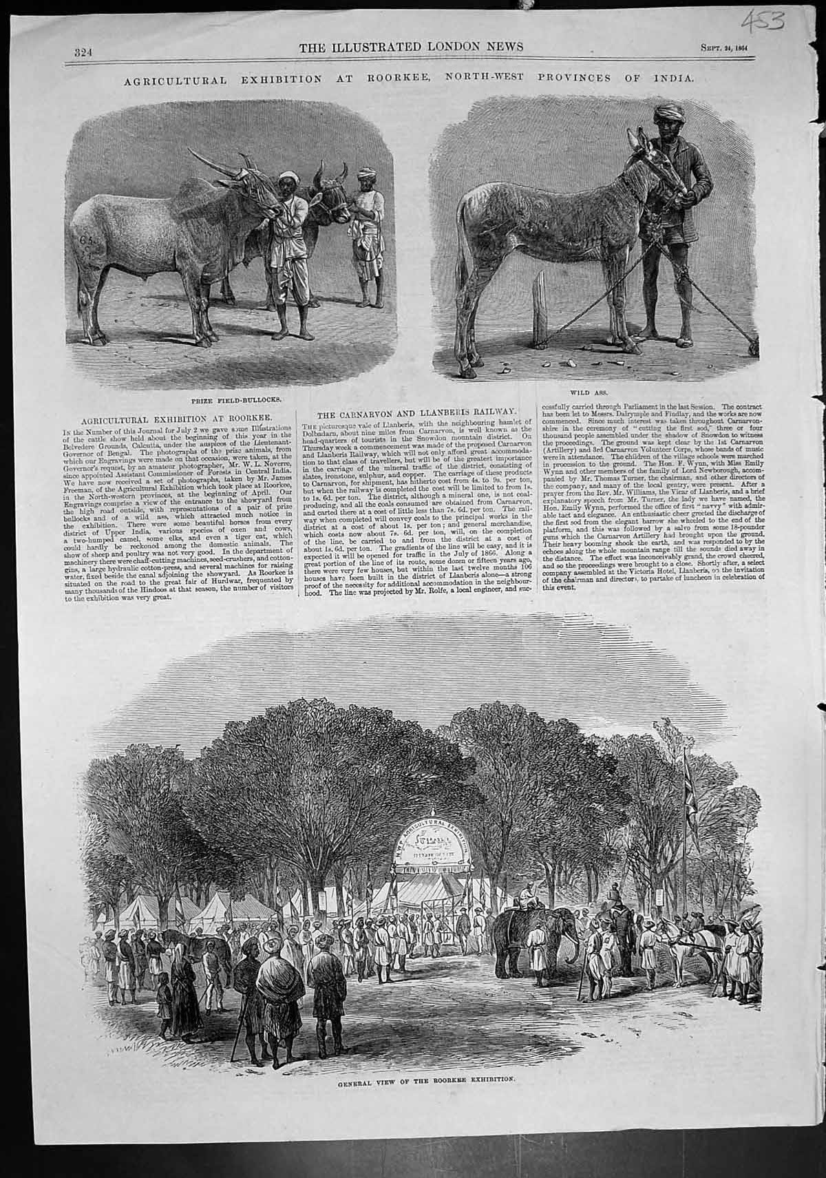 Old Agricultural Exhibition Roorkee India Wild Ass Prize Bullocks 186 Victorian