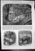 Antique Print Capturing Wild Elephants Ceylon Kraal Alarm Testing Rope 1864