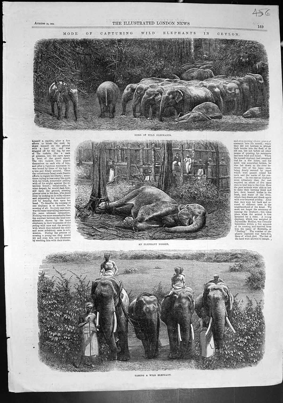 Old Antique Print Capturing Wild Elephants Ceylon Herd Noosed Taming 1864 19th