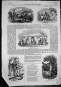 Antique Print Turon GFields N S Wales Removing Goods Post Office Sofala 185