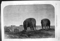 Original Old Antique Print China Tomb Emperors Ming Dynasty Nankin 1864 19th