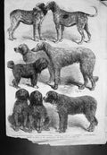 Old Winners International Dog Show Paris Hounds Gascony Harrier C1864 Victorian