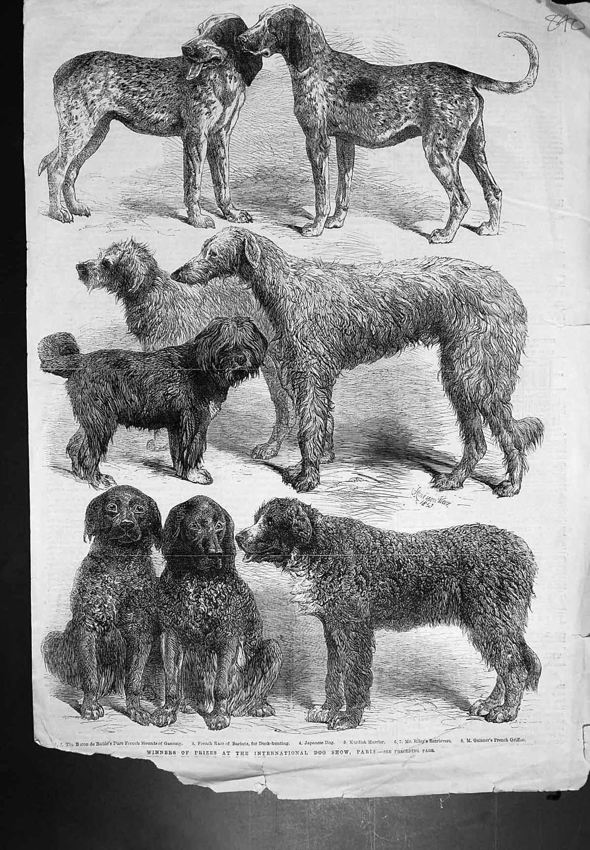 Old Winners International Dog Show Paris Hounds Gascony Harrier C1864 Victorian