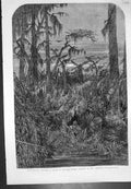 Antique Old Print Transatlantic Sketches Swamp Louisiana Mrs Bodichon C 1862