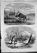 Original Old Antique Print Moose Hunting Canada Bull Moose Feeding Attack 1858