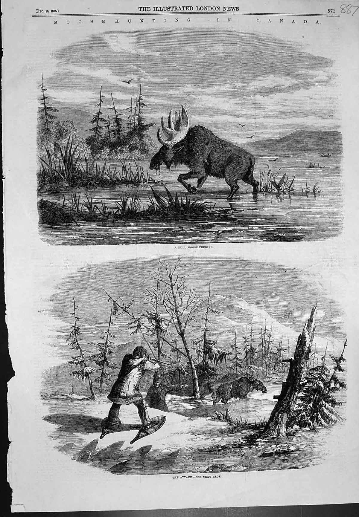 Original Old Antique Print Moose Hunting Canada Bull Moose Feeding Attack 1858