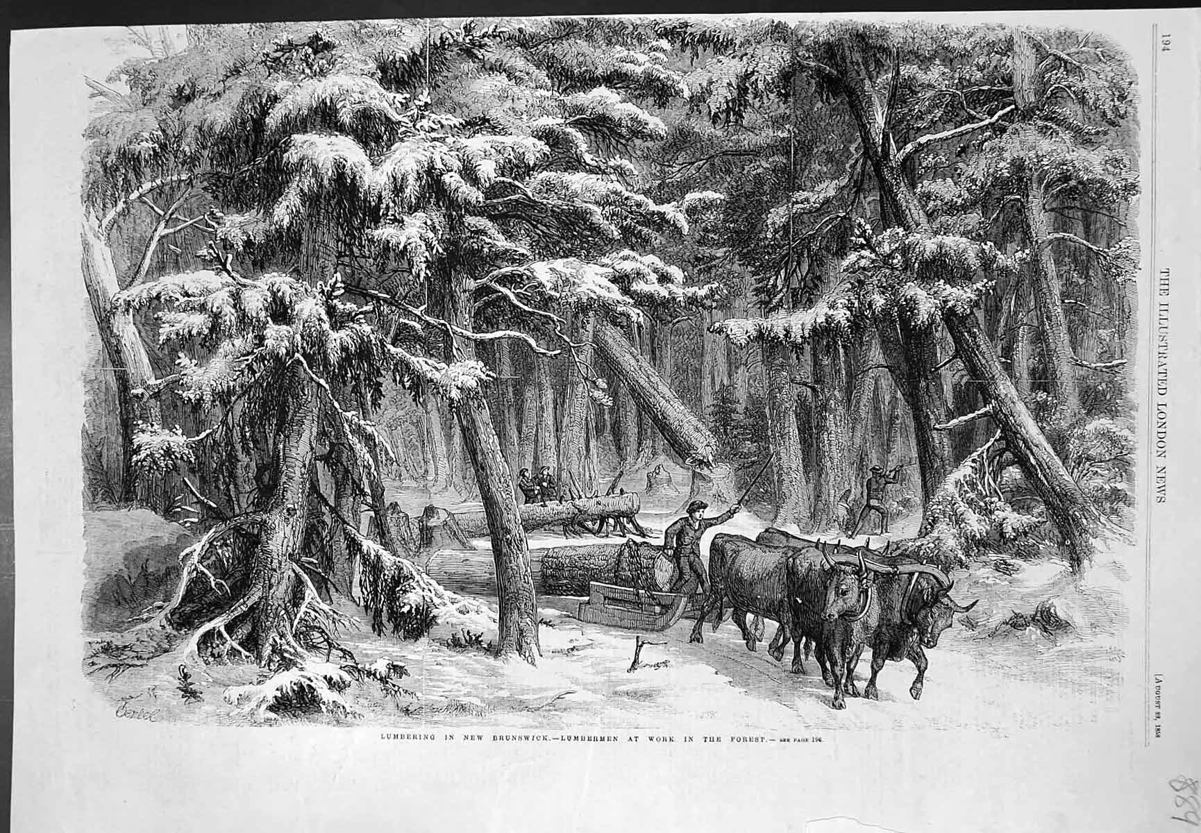 Original Old Antique Print Lumbering New Brunswick Lumbermen Work Forest 1858