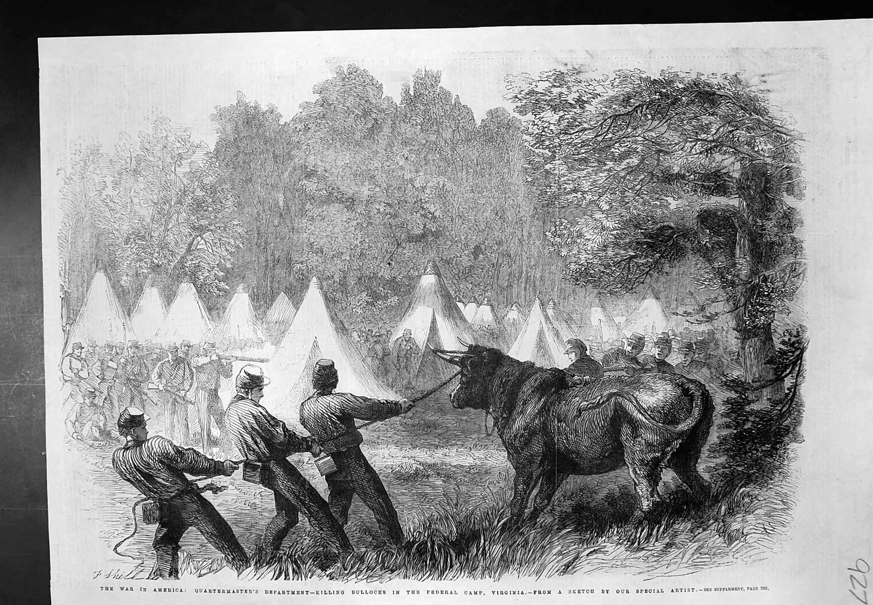 Old War America Quartermasters Dept Killing Bullocks Federal Camp 186 Victorian