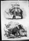 Old Elephant With State Howdah Baroda Belonging Rajah Bhurtpore 1857 Victorian