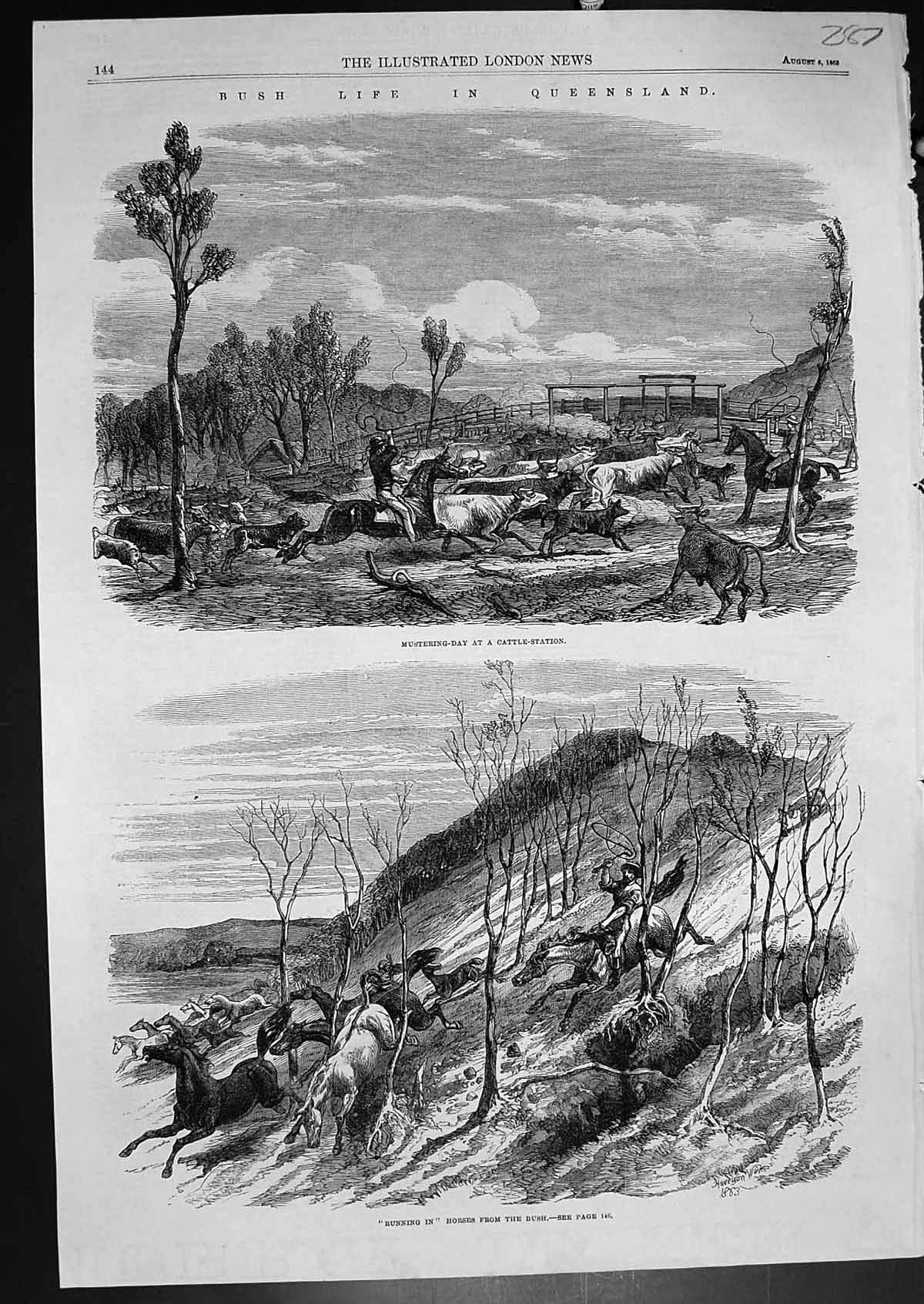 Old Life Queensland Mustering Day Cattle Station Running In Horses 19 20th