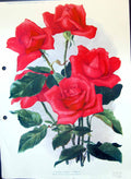 Original Old Antique Print Peggy Rose Colour Flowers