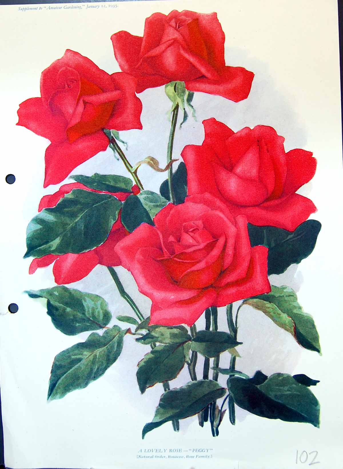 Original Old Antique Print Peggy Rose Colour Flowers