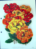 Original Old Antique Print Calceolaria Miltiflora Nana Hybrids Colour Flowers