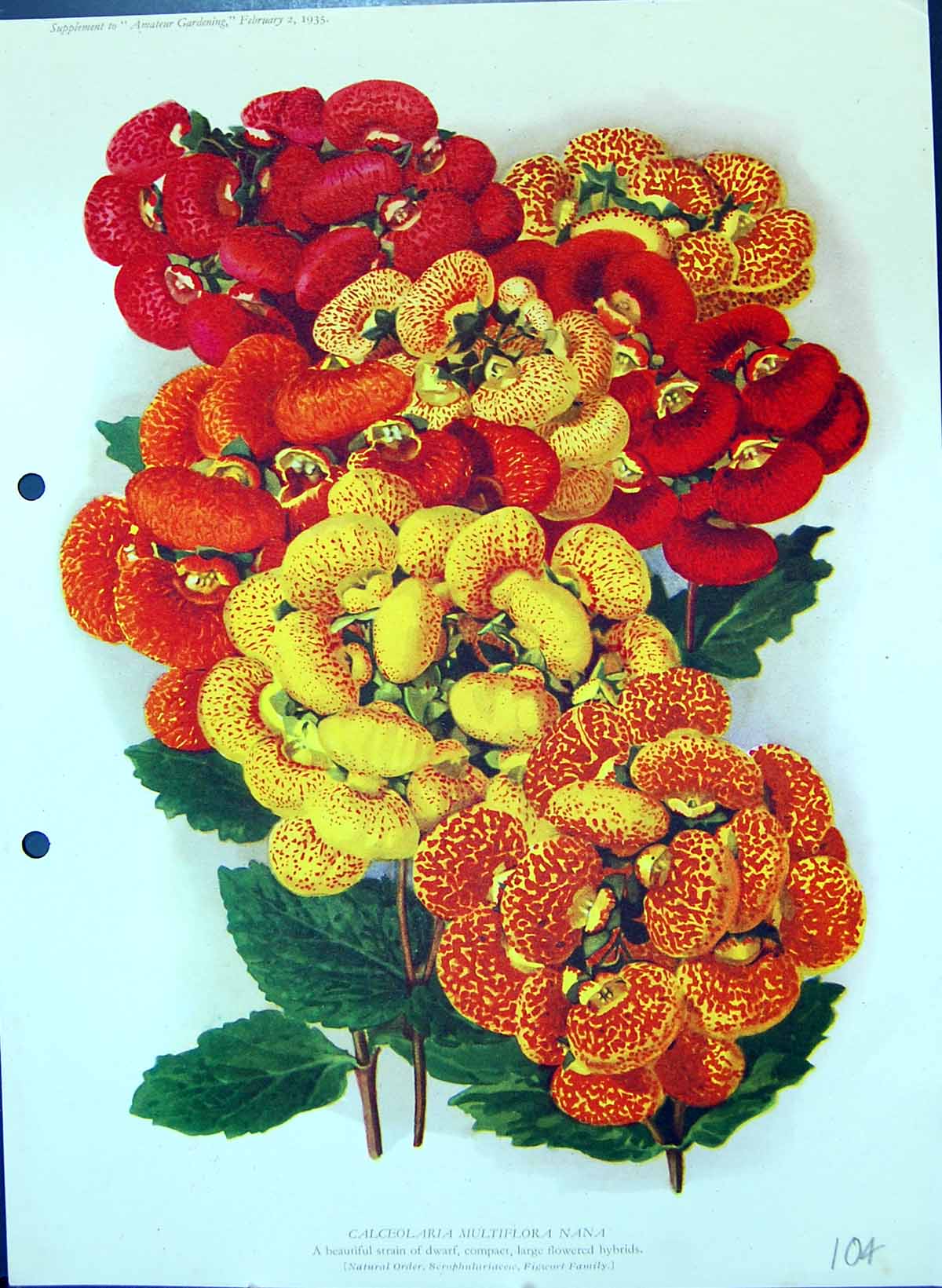 Original Old Antique Print Calceolaria Miltiflora Nana Hybrids Colour Flowers