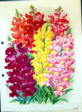 Old Print Colour Flowers Antirrhinums George Royal Rose Majestic Elderado