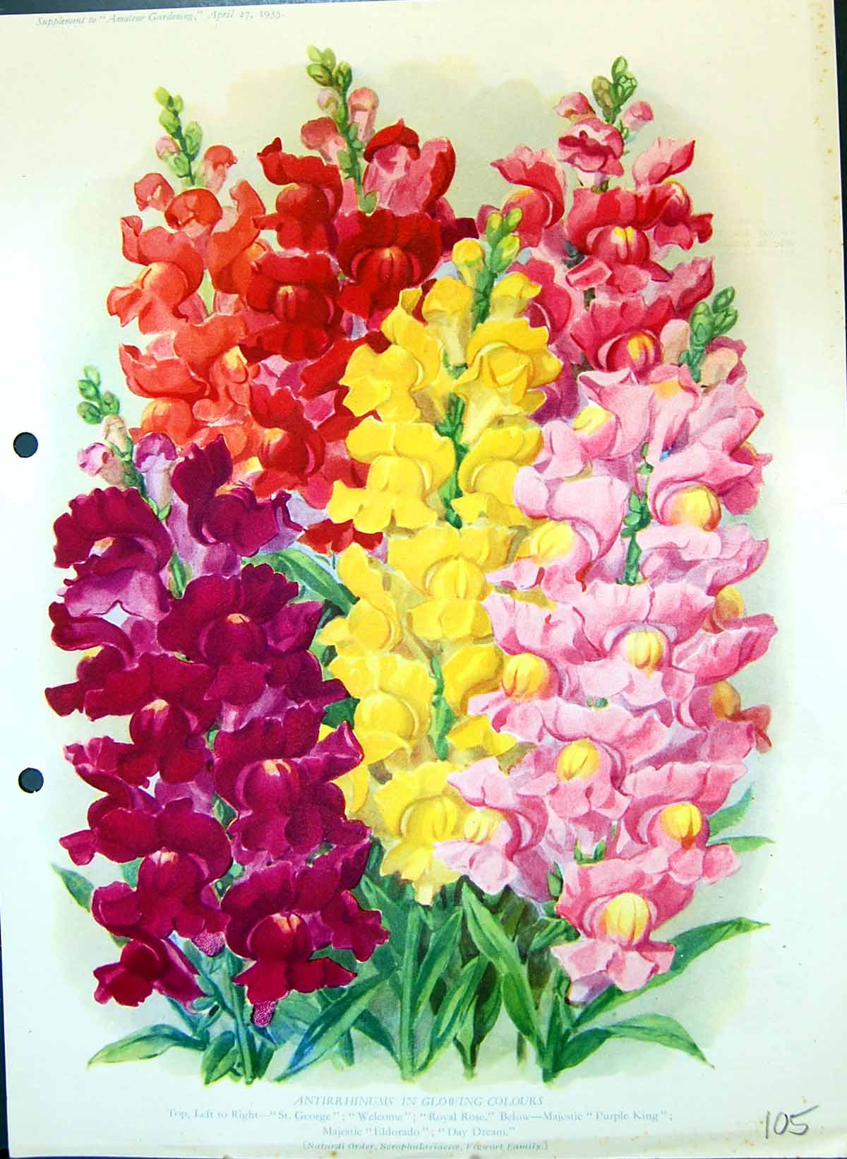 Old Print Colour Flowers Antirrhinums George Royal Rose Majestic Elderado