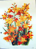 Antique Old Print Colour Flowers Montbretias Jessie Una Star Wast Princess