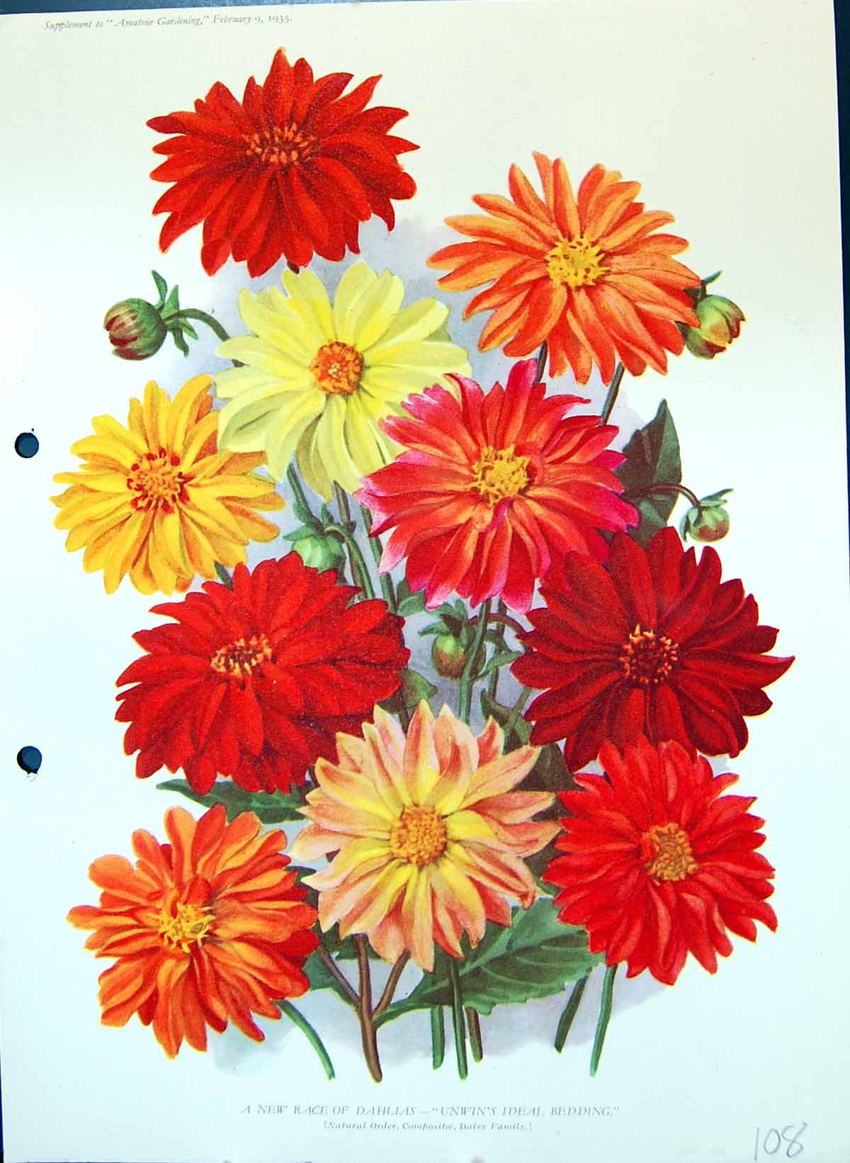 Original Old Antique Print Dahlias Unwin'S Ideal Bedding Colour Flowers