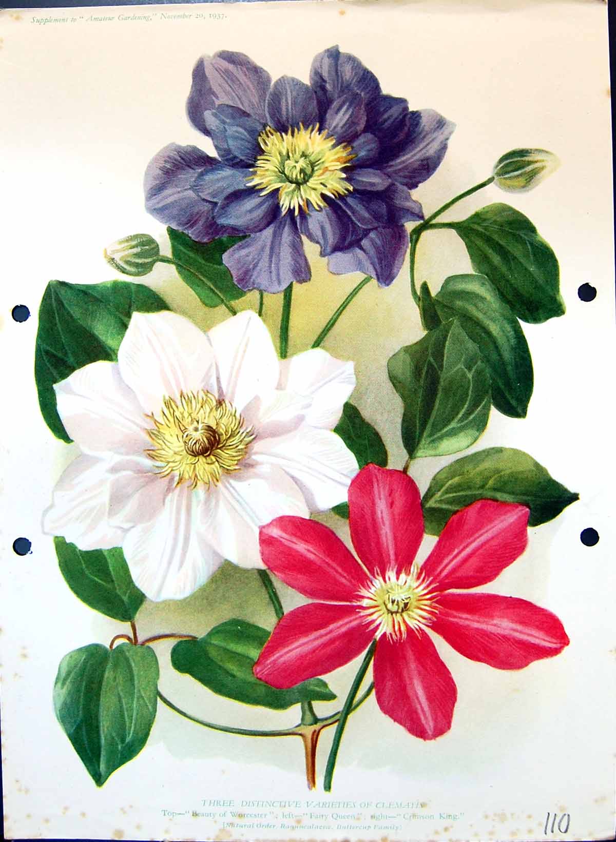 Antique Old Print Clematis Crimson King Worcester Fairy Queen Colour Flowers