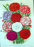 Old Colour Flowers Carnations Cottage Ruby Fancy Mauve Crimson Scarle