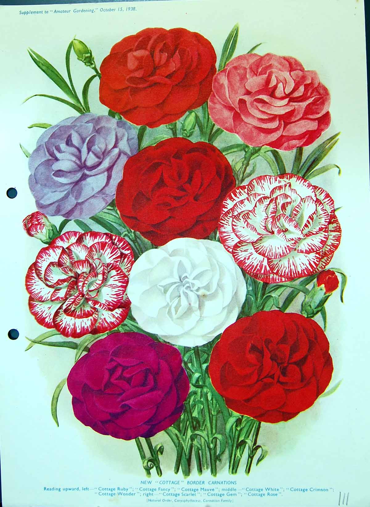 Old Colour Flowers Carnations Cottage Ruby Fancy Mauve Crimson Scarle