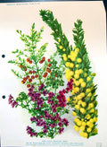 Old Print Greenhouse Shrubs Megastigma Prostanthers Acacia Colour Flowers