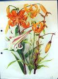 Old Antique Print Hardy Lilies Lithium Henryi Philippinse Colour Flowers