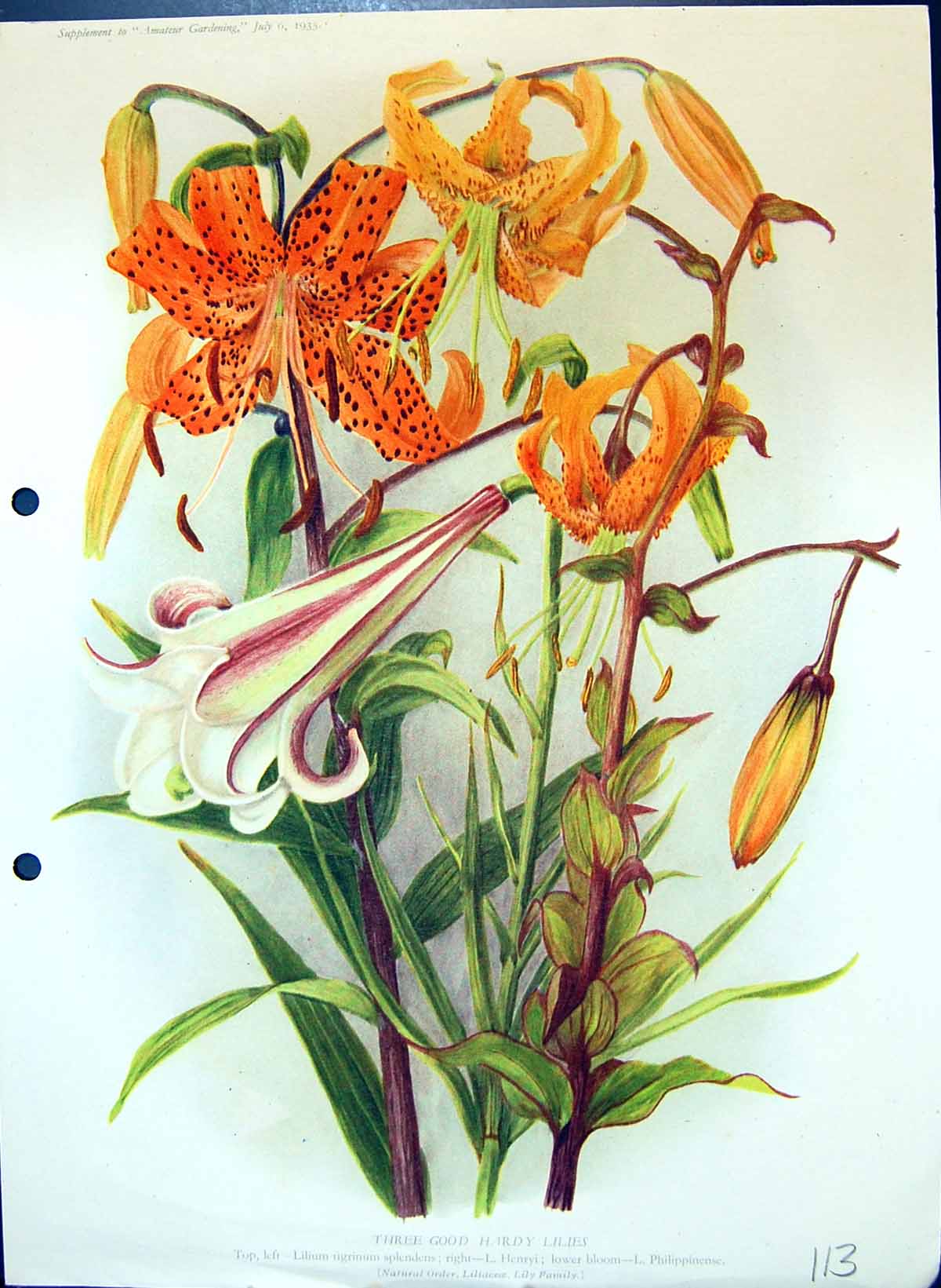 Old Antique Print Hardy Lilies Lithium Henryi Philippinse Colour Flowers