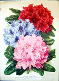 Old Print Rhododendrons Peter Knoster Blue Peter Stirling Colour Flowers