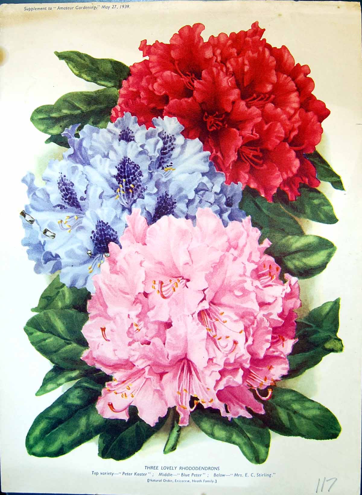 Old Print Rhododendrons Peter Knoster Blue Peter Stirling Colour Flowers