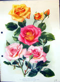 Antique Old Print Hybrid Tea Roses Trigo Cherry Lady Cynthia Colour Flowers