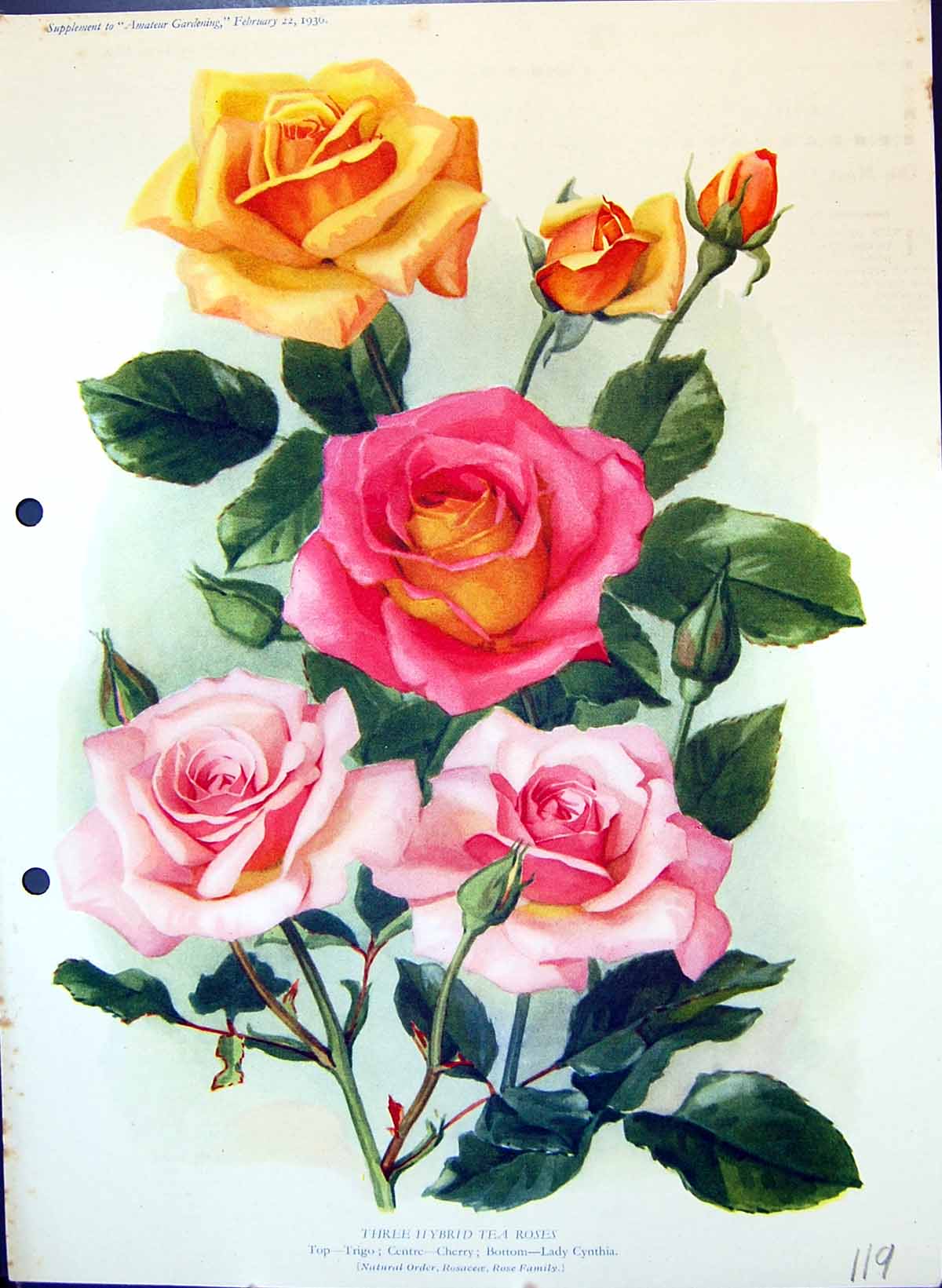 Antique Old Print Hybrid Tea Roses Trigo Cherry Lady Cynthia Colour Flowers