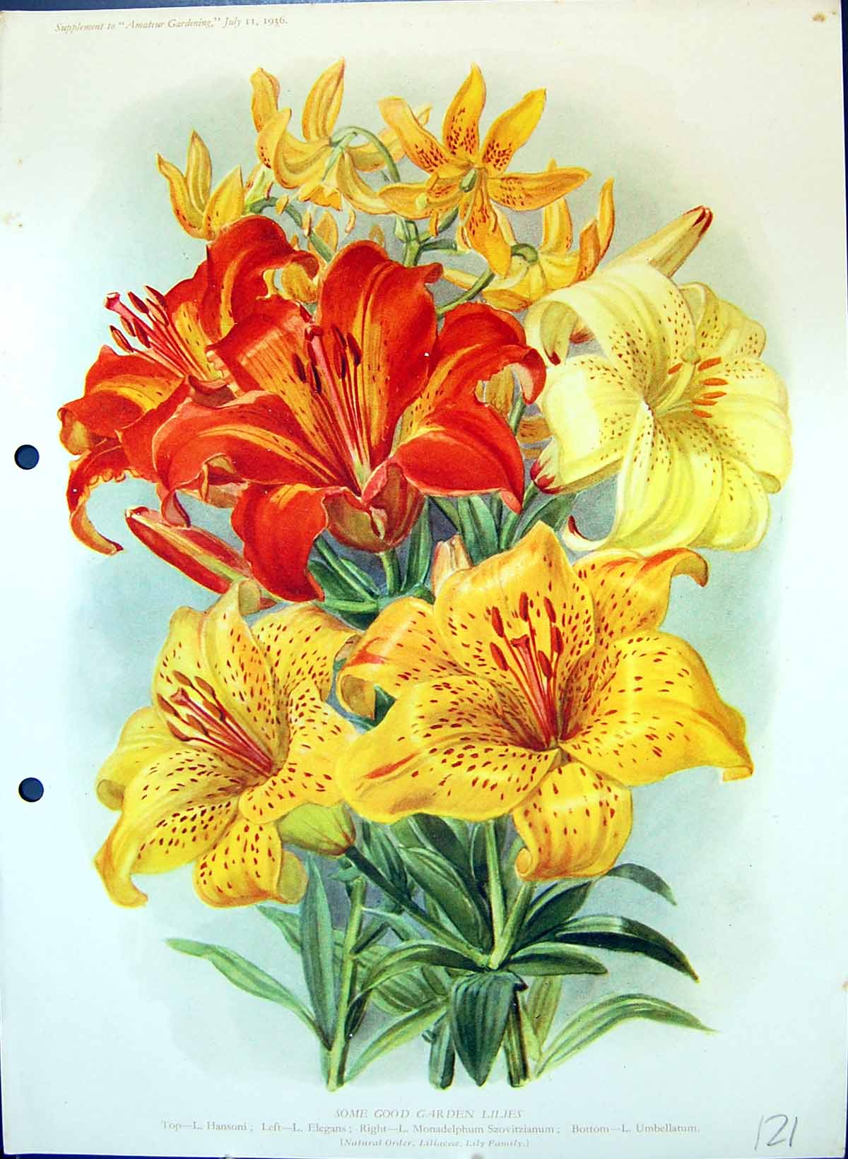 Old Antique Print Garden Lilies Hansoni Elegans Umbellatum Colour Flowers