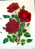 Original Old Antique Print Hybrid Tea Rose Smith Colour Flowers