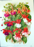 Old Fuchsias Lena Rundle Heritage Ballet Girl Fascination Colour Flow