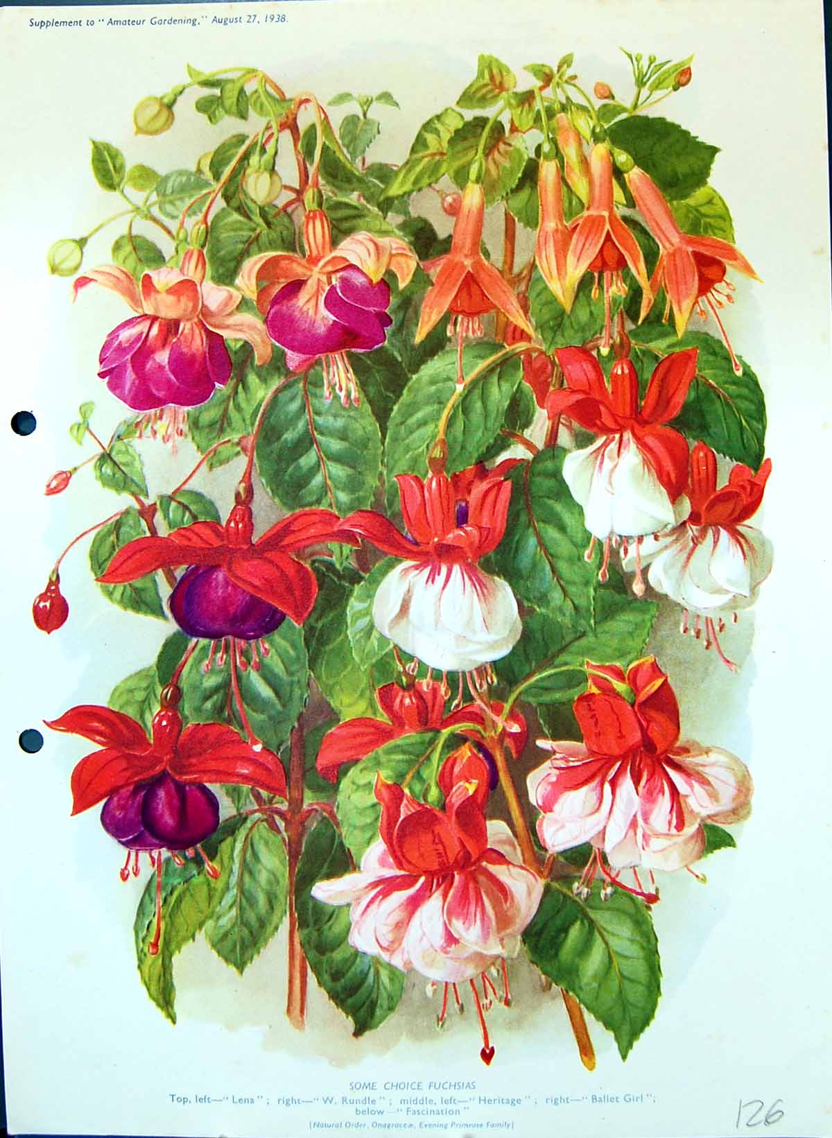 Old Fuchsias Lena Rundle Heritage Ballet Girl Fascination Colour Flow