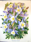 Old Celestial Blue Aquilegia Caerulea Colour Flowers Buttercup Family