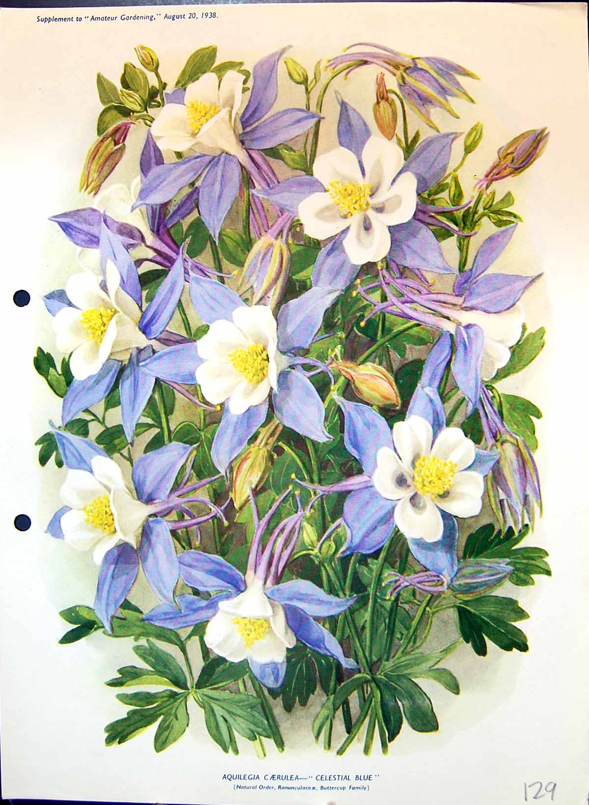 Old Celestial Blue Aquilegia Caerulea Colour Flowers Buttercup Family