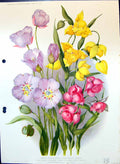 Old Calochortus Lilac Flowers Lilacinus Amabilis Lily Family Colour F