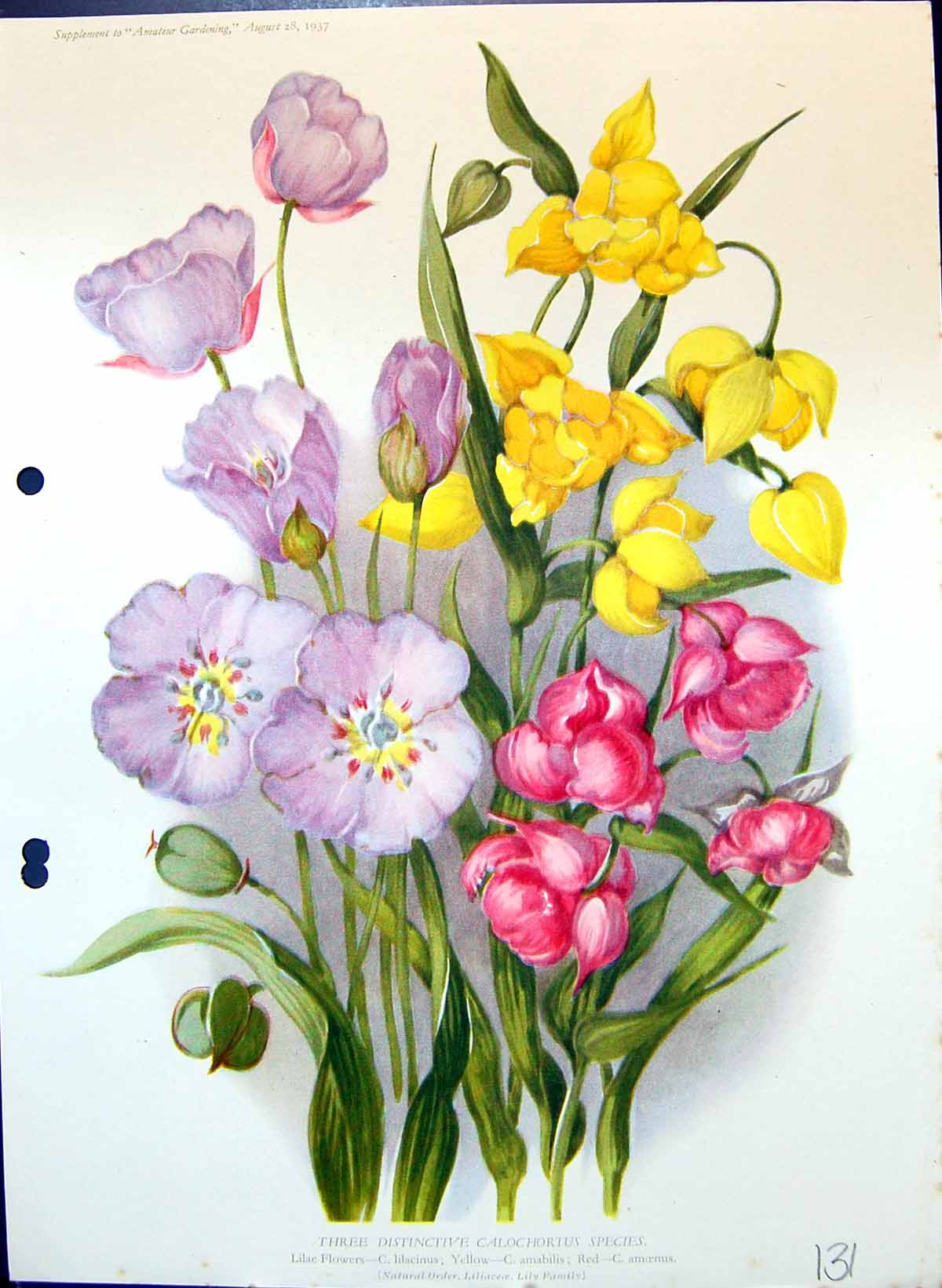 Old Calochortus Lilac Flowers Lilacinus Amabilis Lily Family Colour F