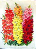 Old Antirrhinums Huntsman Prince Orange Rosamond Monarch Colour Flowe